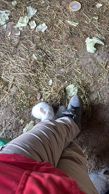 doşan şəkilləri: Bala dovşanlar biri 5 manat sağlam dovşanlardı yemə düşüblər 1.5 — 6