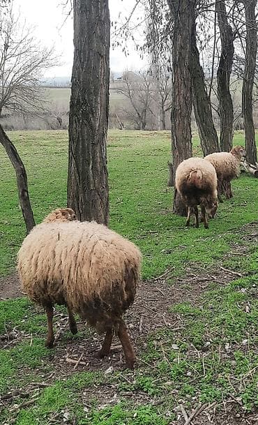 Akvariumlar: Şişək satılır bala verməyib — 8
