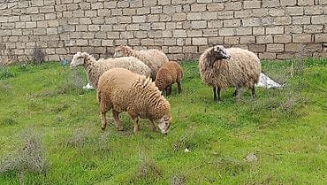 yerli keciler: Qoyun ailəsi – ana qoyun və iki quzu - Növ: yerli qoyun (ana) və iki — 7
