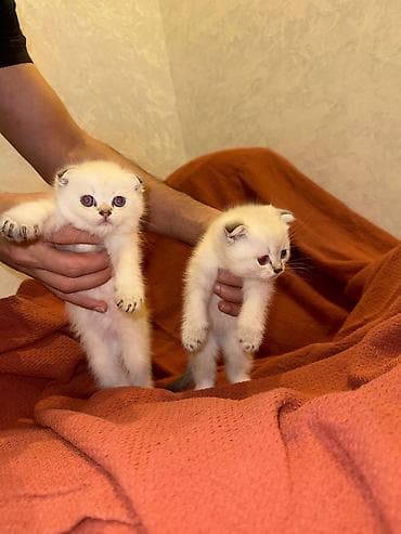 Şotland yastı qulaq