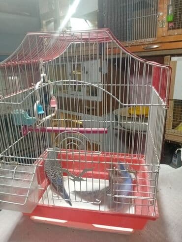 клетка для попугая купить: Iki quw qefes 30m.cox quw alana 9m — 1