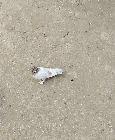 haski it adlari: Cins göyərçinlər – ayaqları lələkli, müxtəlif rəng çeşidlərində — 5