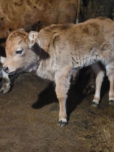 keçi balası: Satılır: dana (buzağı) - Növ: iribuynuzlu heyvan, açıq qəhvəyi rəngli — 3