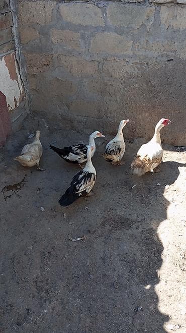 ordek adlari: Salam lal ördək 4 dişi 1 Erkey cavan dırla erkek sortu hərgün — 3