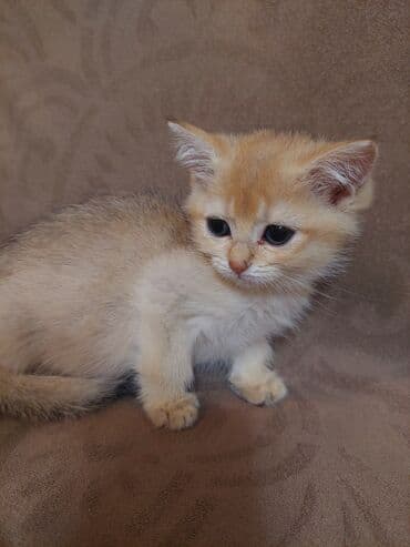 купить шотландского котенка: Золотая шиншилла, Самка, В добрые руки, Самовывоз — 2