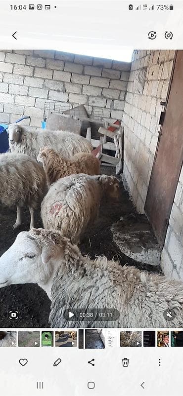 Quşlar: Qoyun sürüsü satılır - Növlər: yerli xallı/qarayaruq tipli ana — 4