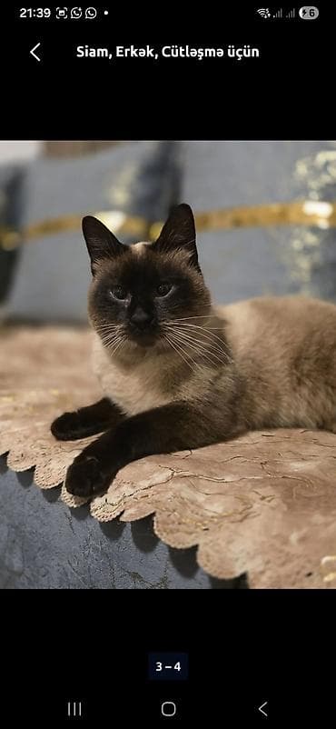 oğlan it adları: Ünvandan götürmə — 10