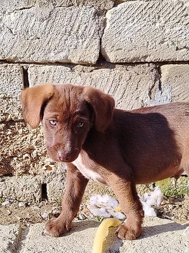 xaski balaları: Koker spaniyel, 2 ay, Dişi, Peyvəndli — 2