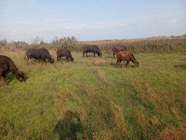 Inəklər, öküzlər: Məhsul: Su camışı sürüsü boğaz çatmışlar 6 dişi .3 balaq Təsvir: - — 4