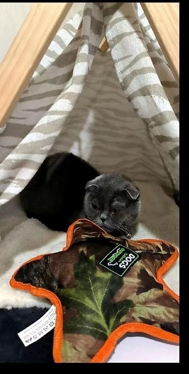 аниматоры баку: Sohotlandı Dişidir — 1