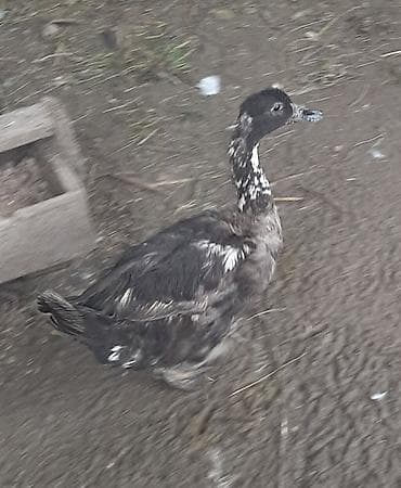 Lal ördək 4 ədəd maya. (qara-ağ ləkəli) - Növ: ev ördəyi, qara