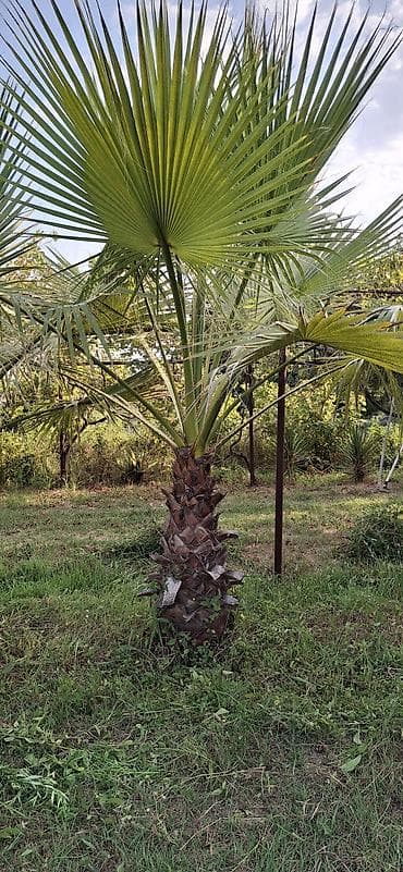 devedabani bitkisi: Washingtonia robusta (Meksika xurma palmisi) – açıq havada əkiləcək — 3