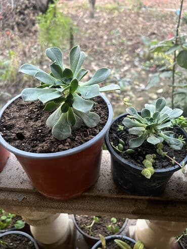 aloe vera satışı: Her nov guler var endirimnen verecem Gencedi istiyen yazsin satiş — 65