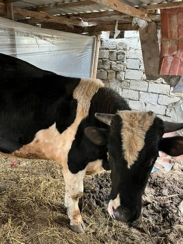 sudluk inekler: Qara-ağ ləkəli, ətlik istiqamətli iri buğa. Güclü skelet quruluşu — 5