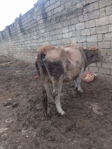 berde mal bazari: Inek satilir tecili basqa inekde var ana bala — 6