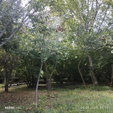 аренда и продажа недвижимости: 25 sot, Mülkiyyətçi, Kupça (Çıxarış) — 4