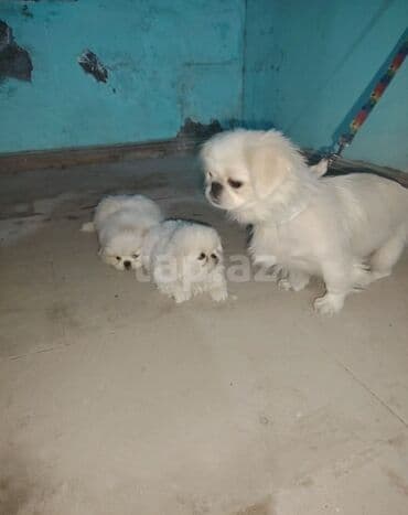 породистые собаки в добрые руки: Pekines — 1