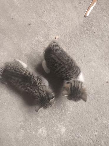 pişik yem: Tabbi, Yaxşı əllərə — 3