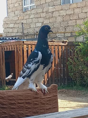 Salam erkeydi qizigin istiyen olsa unvan bine savxoz qiymet sondu