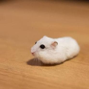 Ağ rəngli xırda hamster Məhsul təsviri: - Növ: Kiçik dekorativ