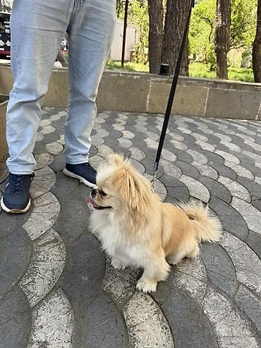 ari satilir: Pekines — 6
