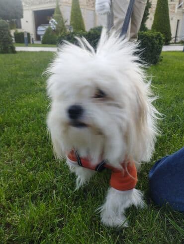 itler ucun: Malta bolonka — 1