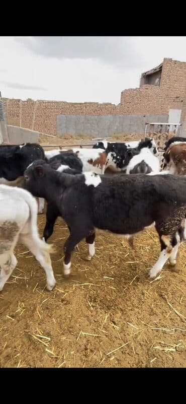 Atlar: Satışda – müxtəlif rənglərdə və yaşlarda dana qrupı. Xüsusiyyətlər: - — 8