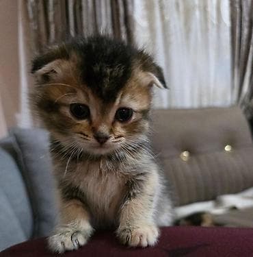 pişik cütleşdirmek: Şotland yastı qulaq — 1