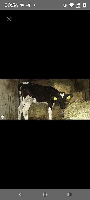 cins dana: Dana, buzov, Dişi, Holsteyn, ay: 1, 65 kq, Damazlıq, Südlük, Ətlik — 3