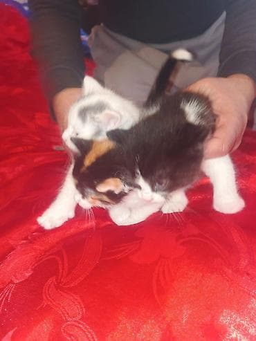 ereb ati satilir: Yaxşı əllərə — 6