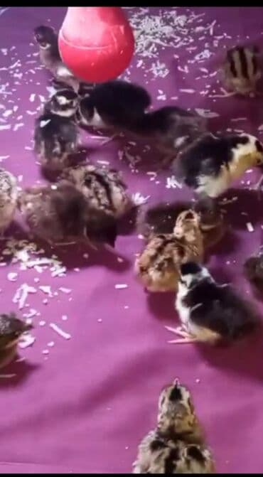 çoban iti satisi: Çeşitli rənglərdə və naxışlarda olan balaca cücələr satılır. Bu — 2