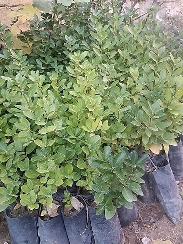 Ремонт и строительство: Другие растения — 3