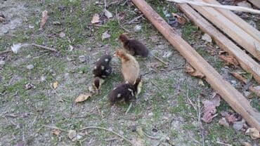 hinduşqa gəncə: Ördəklər — 2