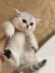 british pişik qiymeti: Britan yastı qulaq, Erkək, Dişi, Yaxşı əllərə, Ünvandan götürmə, Ödənişli çatdırılma, Rayonlara çatdırılma — 29