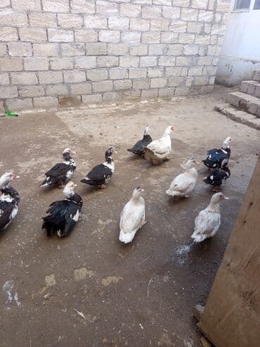 Qazlar: Misk ördəkləri (ındoutka) – qarışıq rənglərdə sürü - Şəkillərdə olan — 6