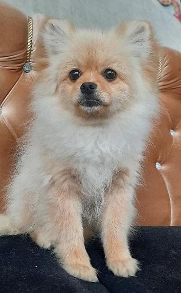 heyvan sekilleri: Şpitz, 6 ay, Erkek, Peyvəndli — 3