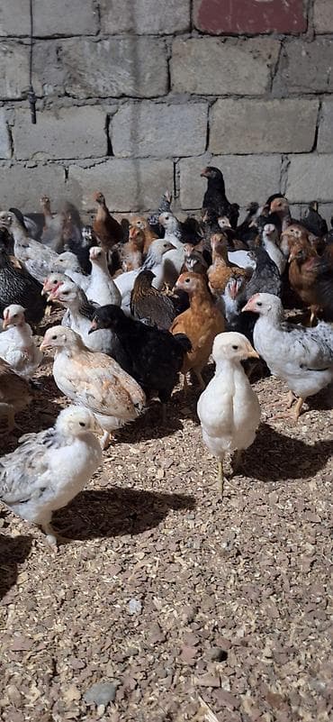 heyvan per page 40: Toyuq, Damazlıq, Pulsuz çatdırılma, Ödənişli çatdırılma — 8