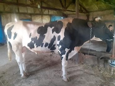 ala inek: Diri ceki ile kilosu 9 manat, damazliqdir — 2