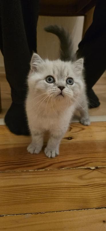 Şotland yastı qulaq, Dişi, Yaxşı əllərə, Pulsuz çatdırılma