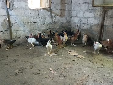 kend toyuqlari: Toyuq, Damazlıq, Ünvandan götürmə — 3