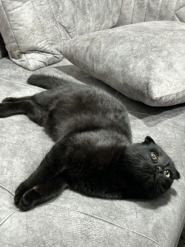 İtlər: Şotland yastı qulaq, Dişi, Ünvandan götürmə — 2