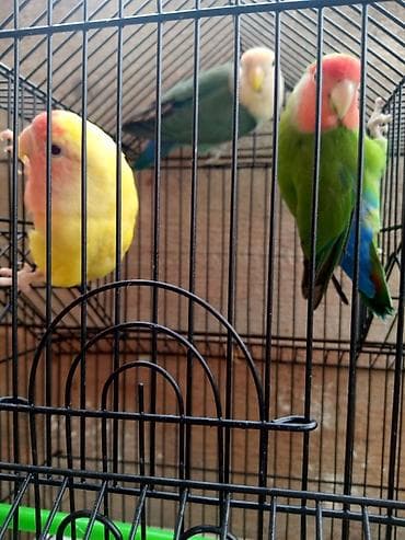 quş qefesleri: Qəfəslər 15-40 azn quslar 35-45-50 aznMüxtəlif ölçü və formalarda quş — 3