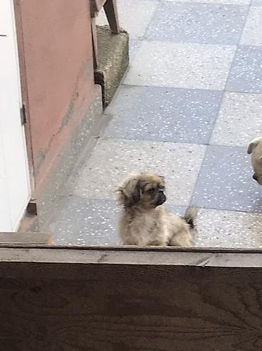 alabaý itleri: Pekines — 6