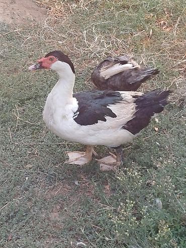 balaca tuklu itler: Muscovy ördəyi (indoutka) – qara-ağ rəngli - Cins: Muscovy (hind — 1