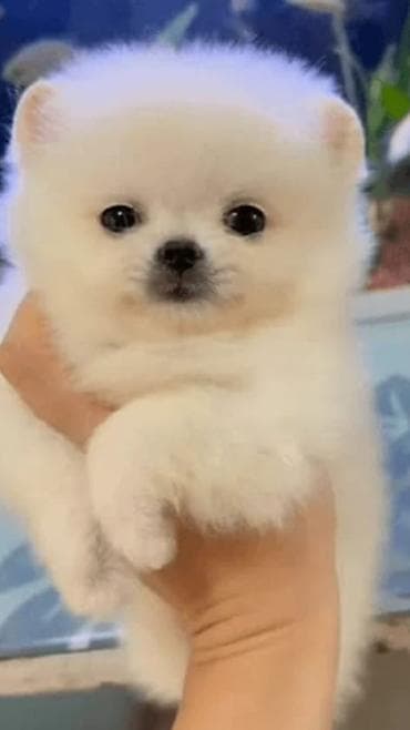 avcarka satilir: Şpitz, 2 ay, Sənədli — 1