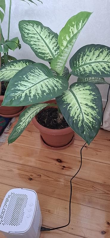 ev gulleri ve adlari: Dieffenbaxiya (Dieffenbachia) – iri, zolaqlı yarpaqları olan dekorativ — 1