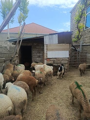 cins heyvanlar: Kök erkəy quzular Qurbanlığa yarayır — 4