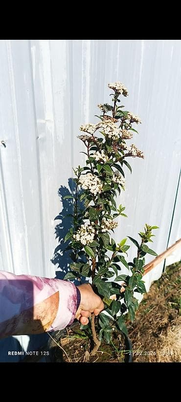 Həmişəyaşıl dekorativ kol – Viburnum tinus (Laurustinus) - Növ