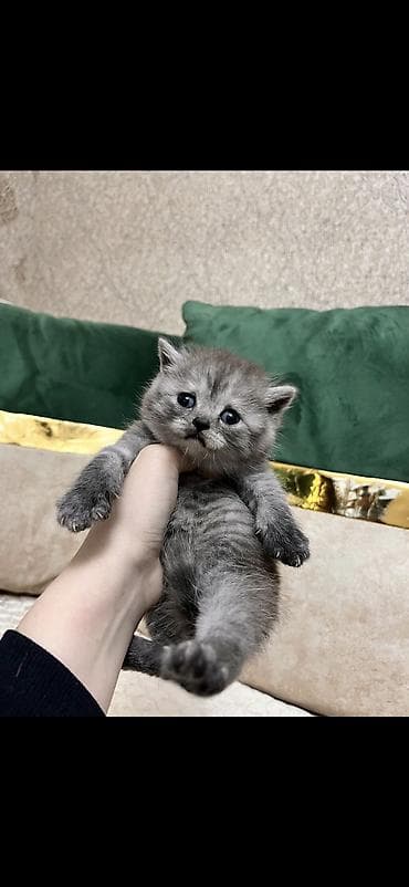 pişiy adlari: Britan, Erkək, Dişi — 7