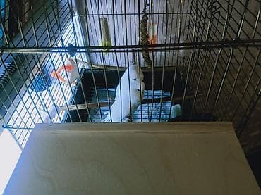 Geyimlər: 🛑 Təcili 🛑 Təmiz qan çex cütlükleri.7 dene bala almışam tam — 3